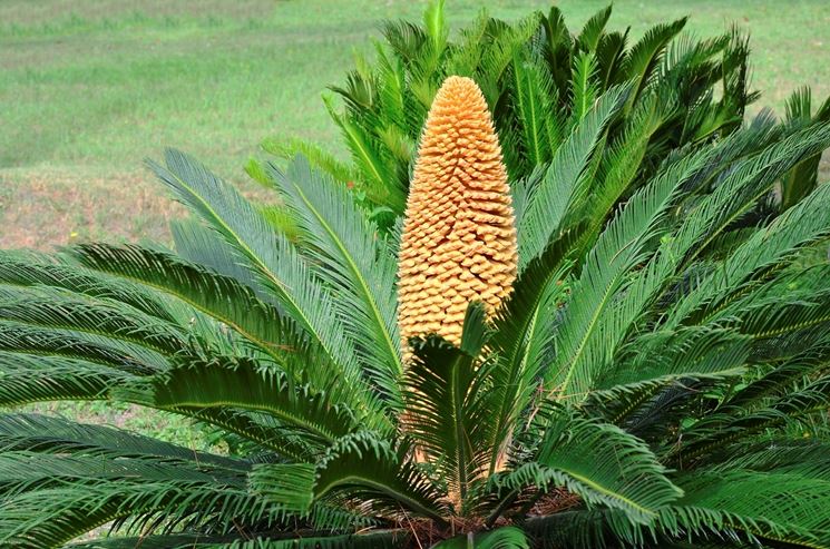 Cycas maschio