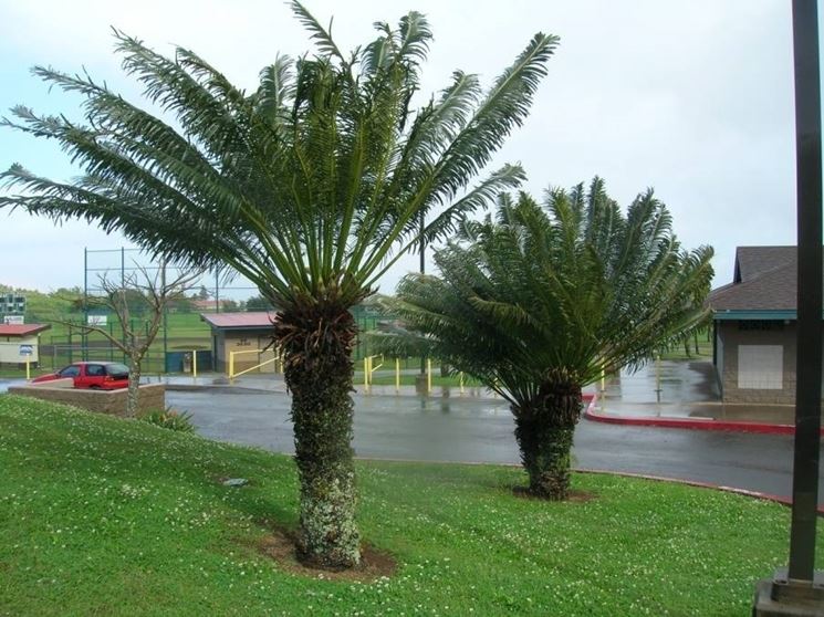 cycas