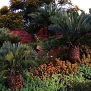 Cycas pianta Cycas pianta