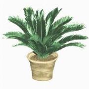 Cycas in vaso