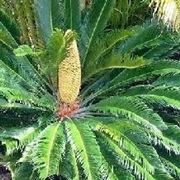 cycas in fiore