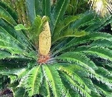 cycas in fiore