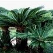 Cycas 