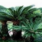 cycas