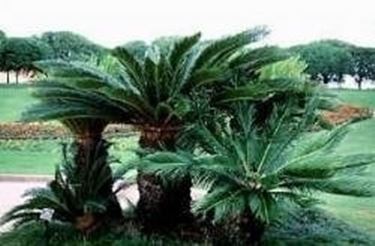 cycas