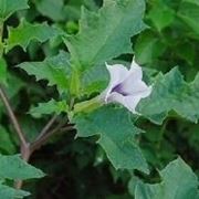 Datura