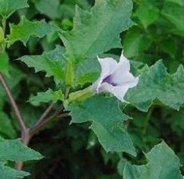 Datura