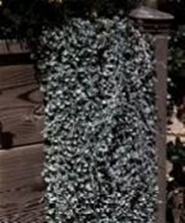 dichondra argentea