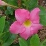 Dipladenia rosa