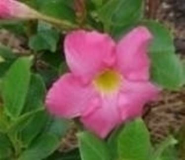 Dipladenia rosa