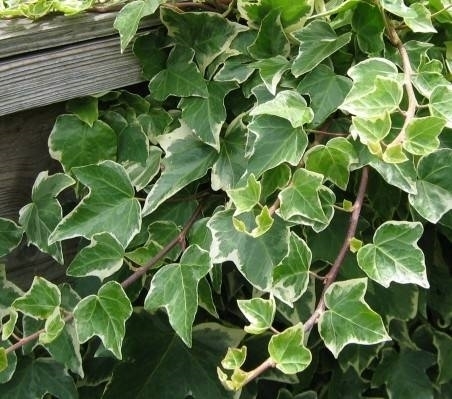 Edera - Hedera helix - Rampicanti - Edera - Rampicanti