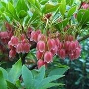 Enkianthus