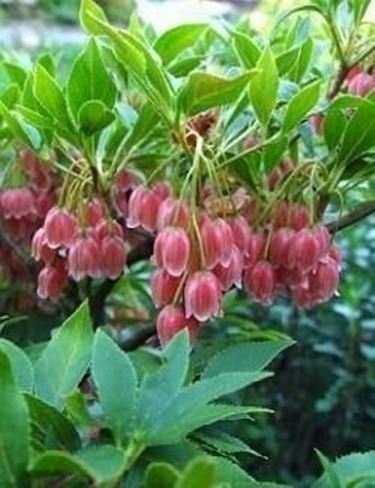 Enkianthus