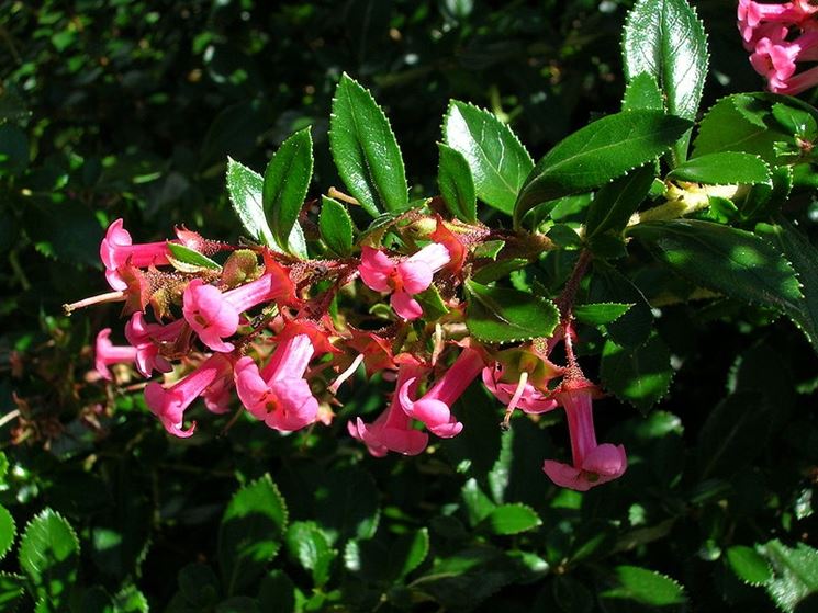 escallonia rubra 