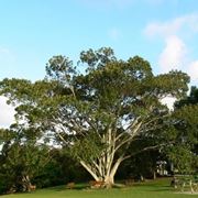 ficus magnolia