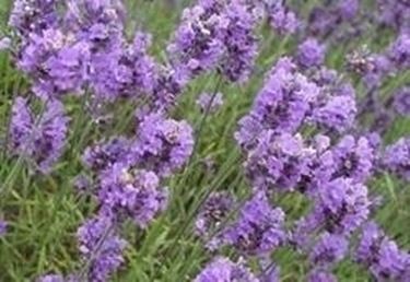 Lavanda