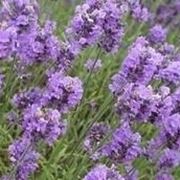 LAvanda