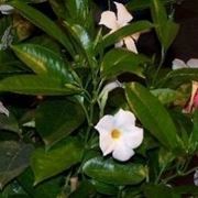 Mandevilla bianca