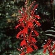 Lobelia cardinalis