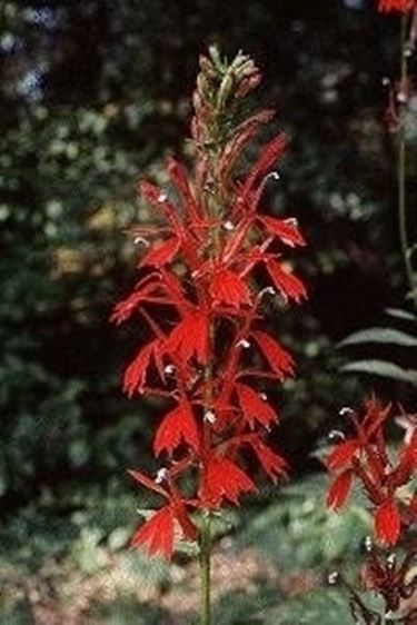 Lobelia cardinalis