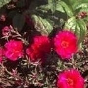 portulaca