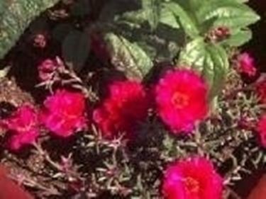 portulaca