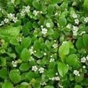 cotoneaster in fiore