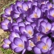 Crocus viola