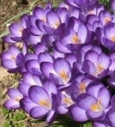 Crocus viola