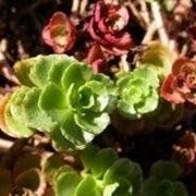 Sedum