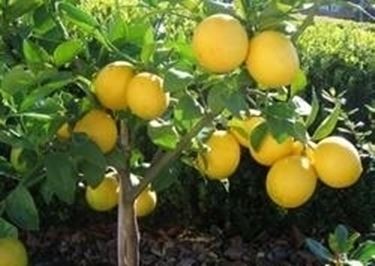 Limone