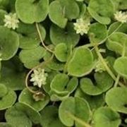 dichondra