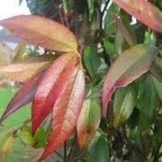 trachelospermum jasminoides