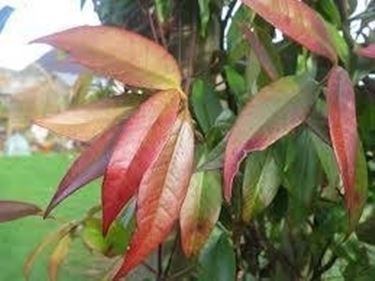 trachelospermum jasminoides