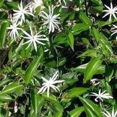 Jasminum a fiore grande