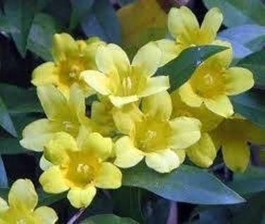 jasminum