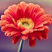 gerbera