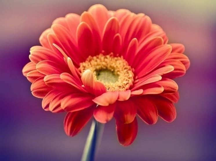 gerbera