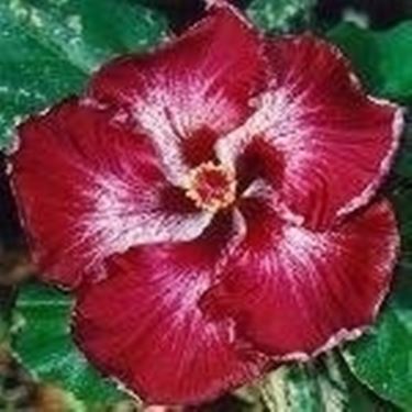 Hibiscus