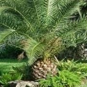 Phoenix canariensis