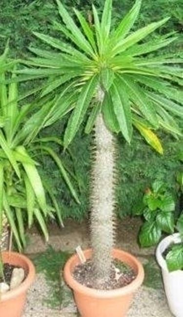 pachypodium