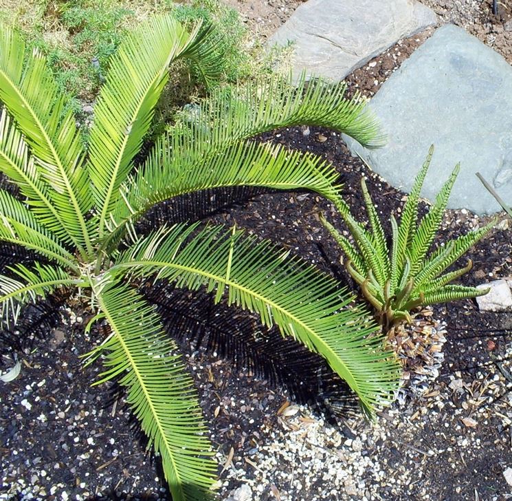 cycas