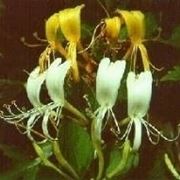 Lonicera japonica