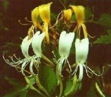 Lonicera japonica