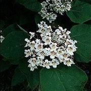 Fiori di Catalpa