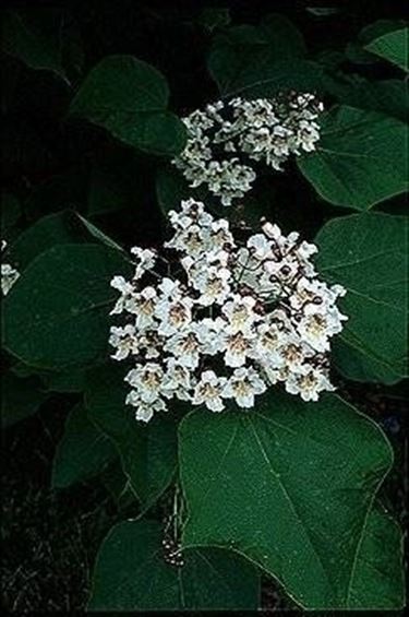 Fiori di Catalpa