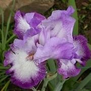 iris