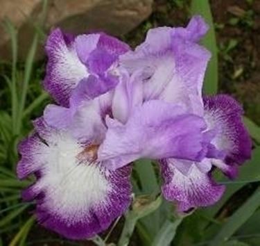 iris