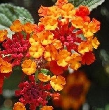 Lantana