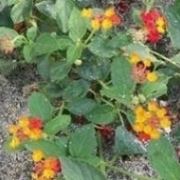 Lantana